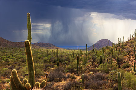 Majestic Saguaro